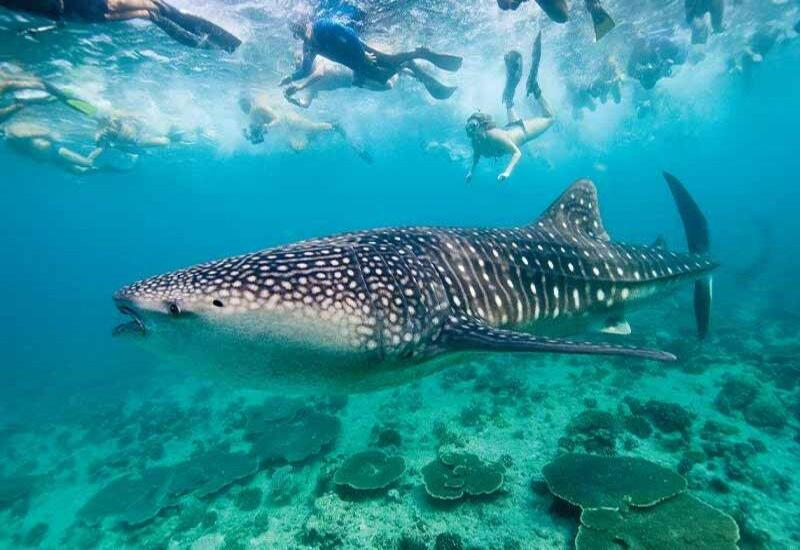 Island Hopping in the Maldives: Discovering Hidden Gems
